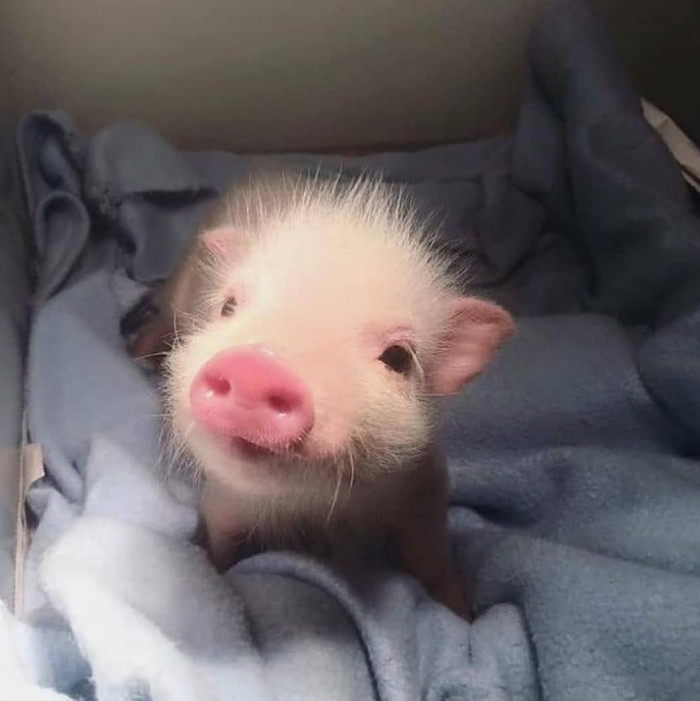 22. Lovely piglet.