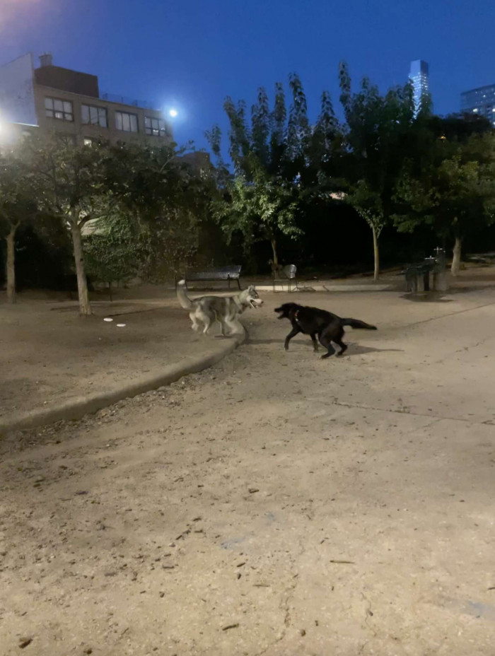 The dogs are such good friends that it also means their families have become good friends as well!