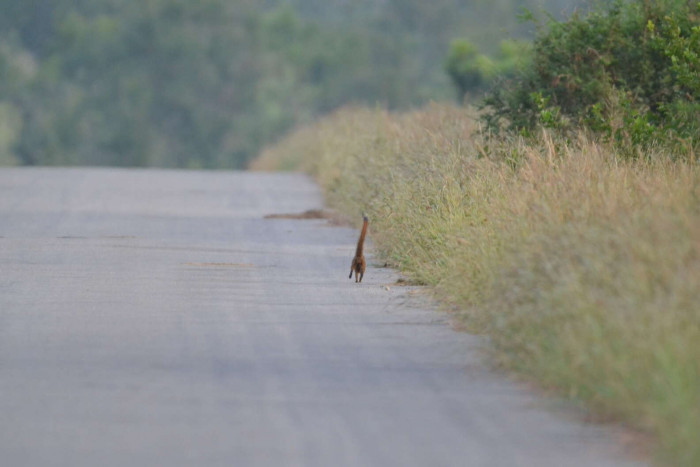 What she saw was something she has never seen before.