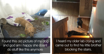 Adorable Pups Gave It Their All at Being Good Boys and Girls, but Ended Up Failing Miserably