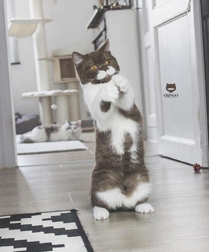 Gringo the moustache cat relaxing with calm eyes, moustache markings framing snout