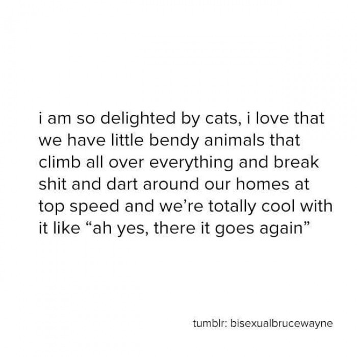 13. Cats are a delight.