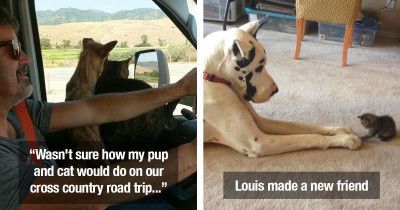 Cats and Dogs Whose Casual Interactions Show the Exceptional and Unbreakable Bond They Have