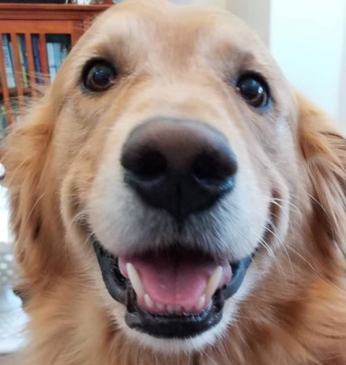 Small Christmas pup with festive bandana, adorable face, joy-filled look