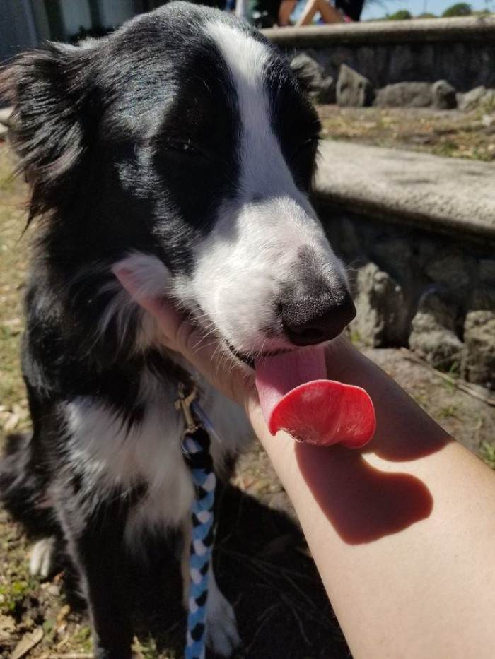 Therapy dog resting near students, offering comfort following a shooting incident