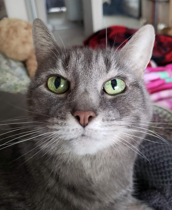 "Update: Miss Pork-Chops Applesauce's green eyes. Like I said, not nearly as dramatic as this cat, but I adore her green eyes and pink nose."