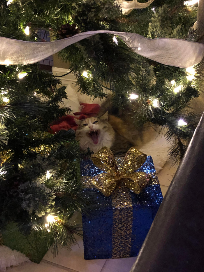 6. "Oh, Christmas tree, oh, Christmas tree. Your ornaments are history."