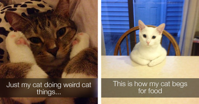People Are Sharing Bizarre Photos Of Their Cats And They're Absolutely Hilarious