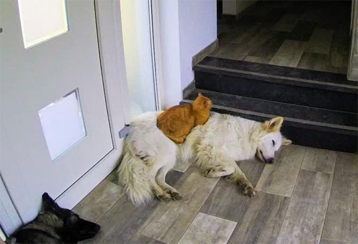 This pack of dogs with a cat in it is a superb example of how different animals can form a bond and get along. 