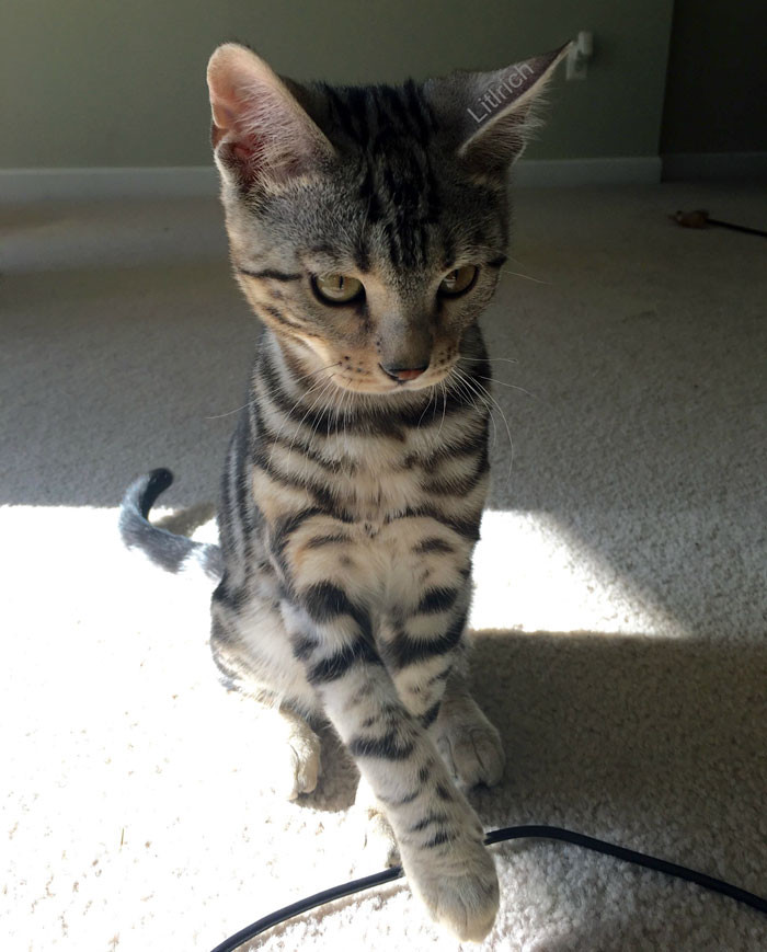 19. Pls hooman give paw