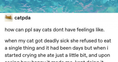 These Tumblr Posts Expertly Express The Purr-fection Of Cats