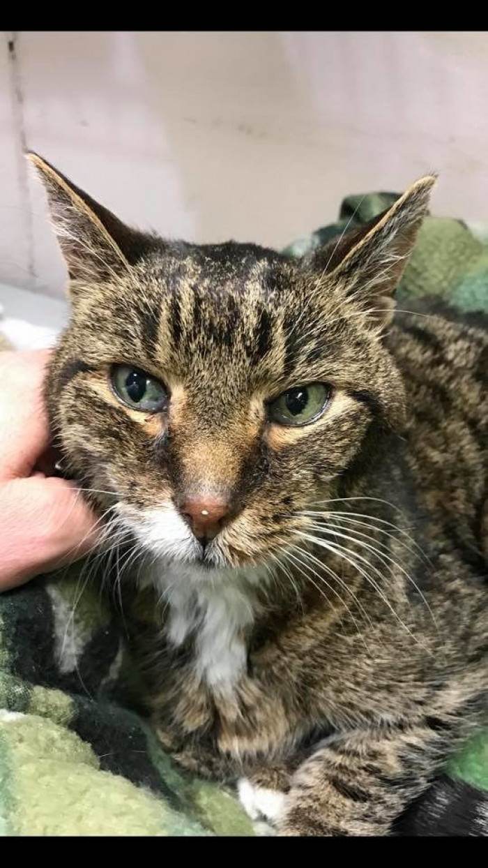 Two long years later, the woman hugs the cat in a shelter room.
