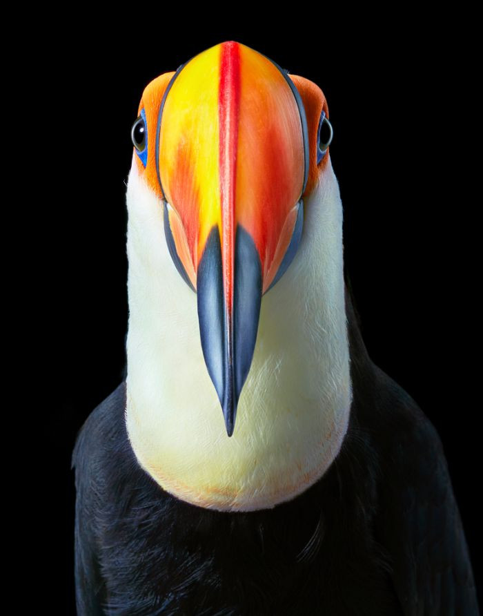 13. The Toco Toucan