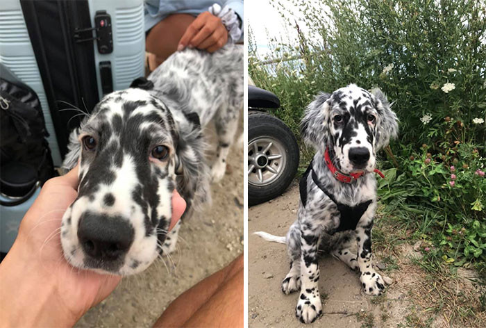 33. "Cowspotting!! Met this handsome fellow, Archie, in Maine. He’s an English Setter, and I tried to steal him."