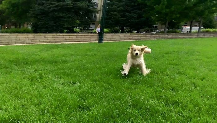 13. “My Golden Retriever after not seeing me for 9 months.”