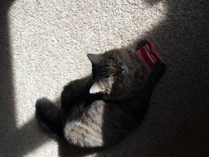 Vet visit moment, Maine Coon kitten with gift pillow nearby
