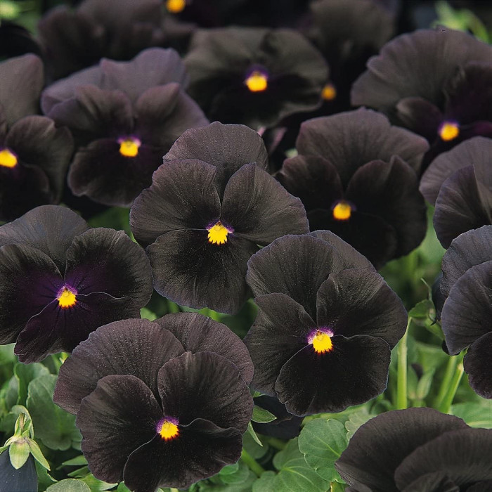 11. Black Pansy