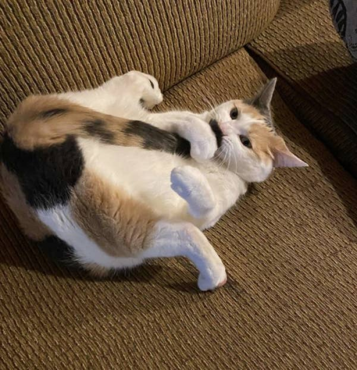 12. This tail smells good.
