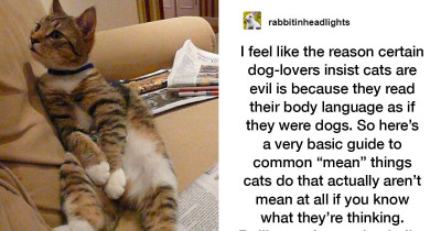 Cat Owners Explain How "Dog People" Often Misread Cat Body Language