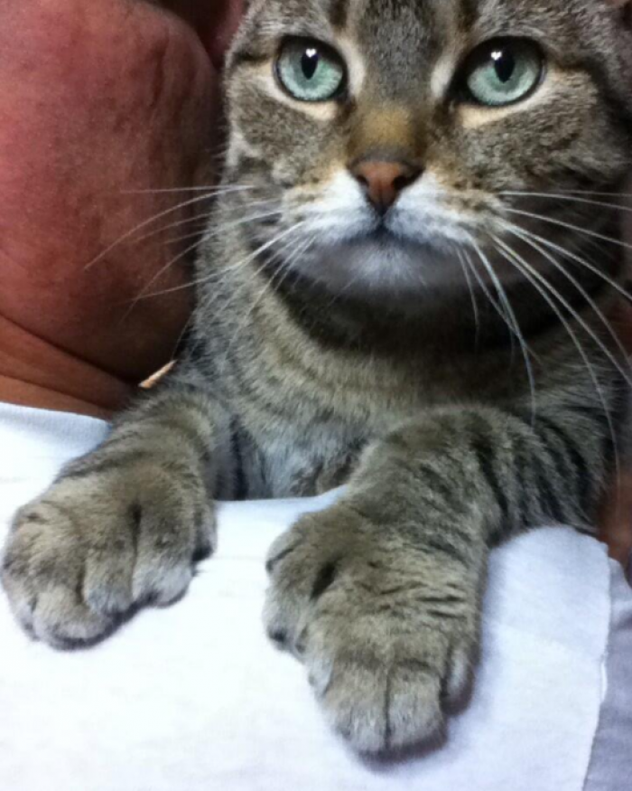 You know what they say about a cat with big paws?