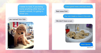 These Wives Randomly Decided to Adopt Dogs, So They Had to Explain the Situation to Their Husbands