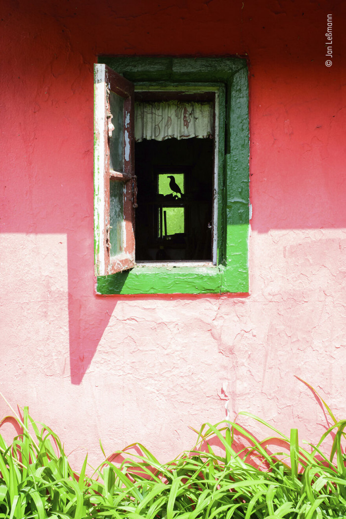 23. Blackbird Backyard