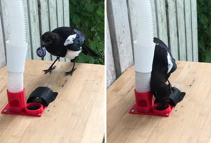 Hans created a dispenser, which is filled with some of the birds' favorite foods. Whenever a piece of rubbish—or a bottle cap, in this case—is placed into the receptacle, it releases one or two pieces of food.