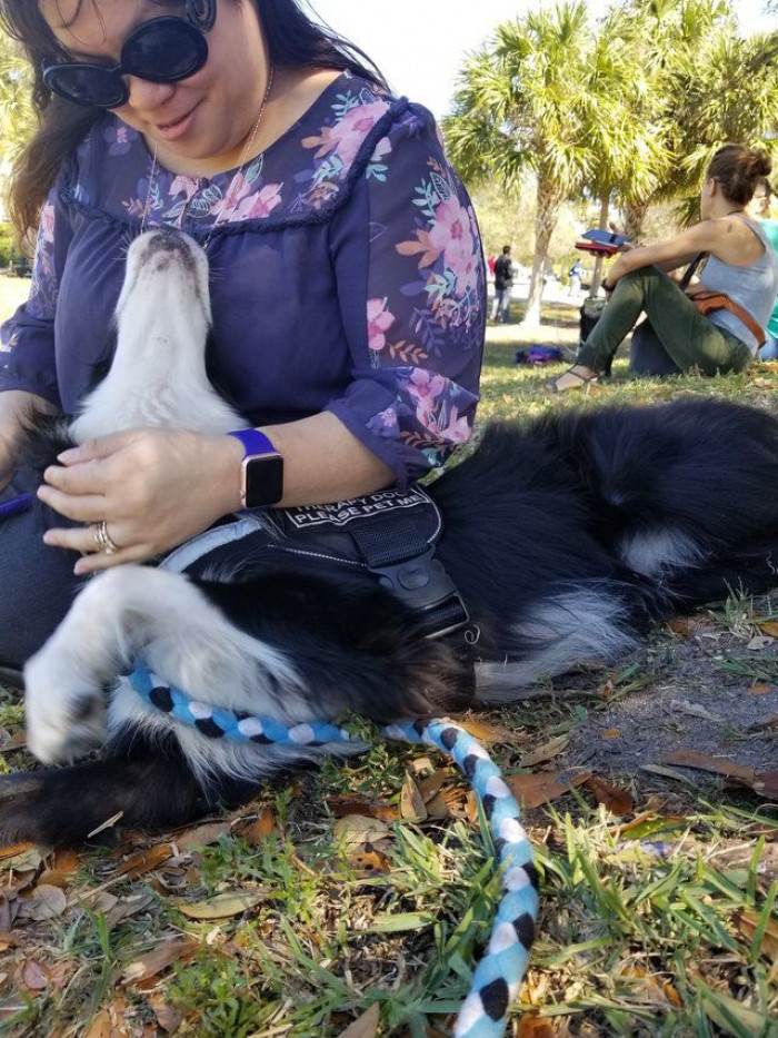 Therapy dog near school entrance, symbol of hope and comfort for students