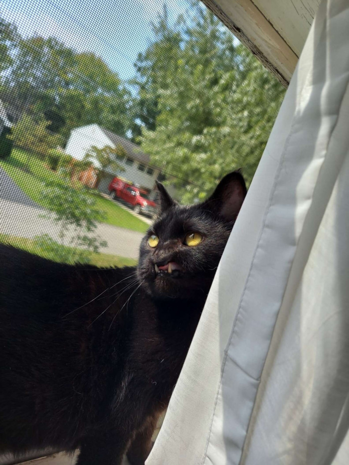 Cindy had not been working at the shelter long when Onyx and her litter of kittens arrived—only a few weeks, actually. But when she saw Onyx, she knew she had to have her.