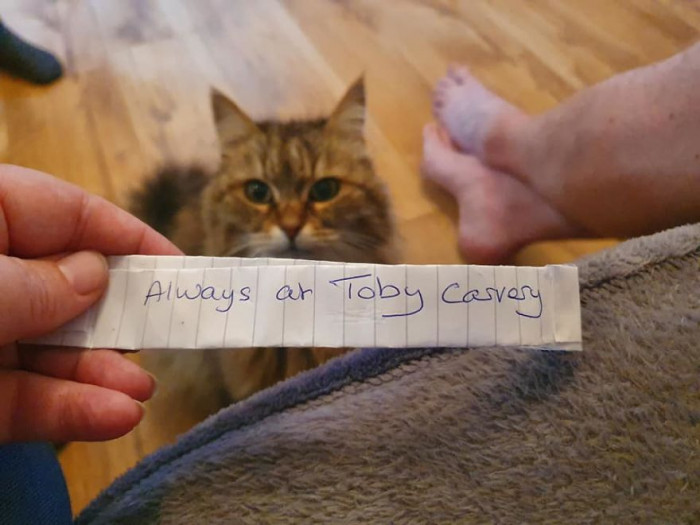 Cats DO love meat.
