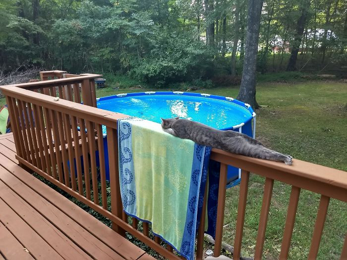 15. "Our Sunbathing Cat Tiny Melting On The Porch"