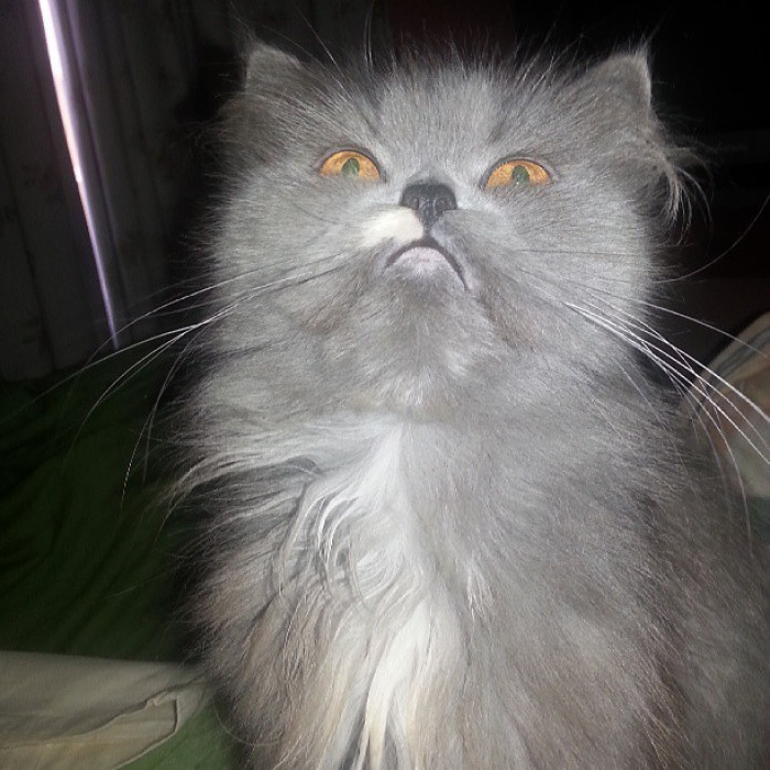 27. Who says I'm angry? I'm perfectly fine, thank you.