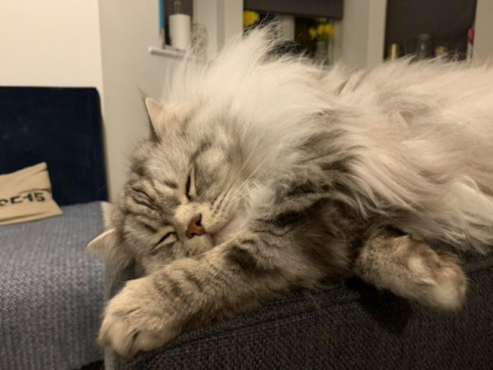 14. An adorable pile of fluff - Sushi