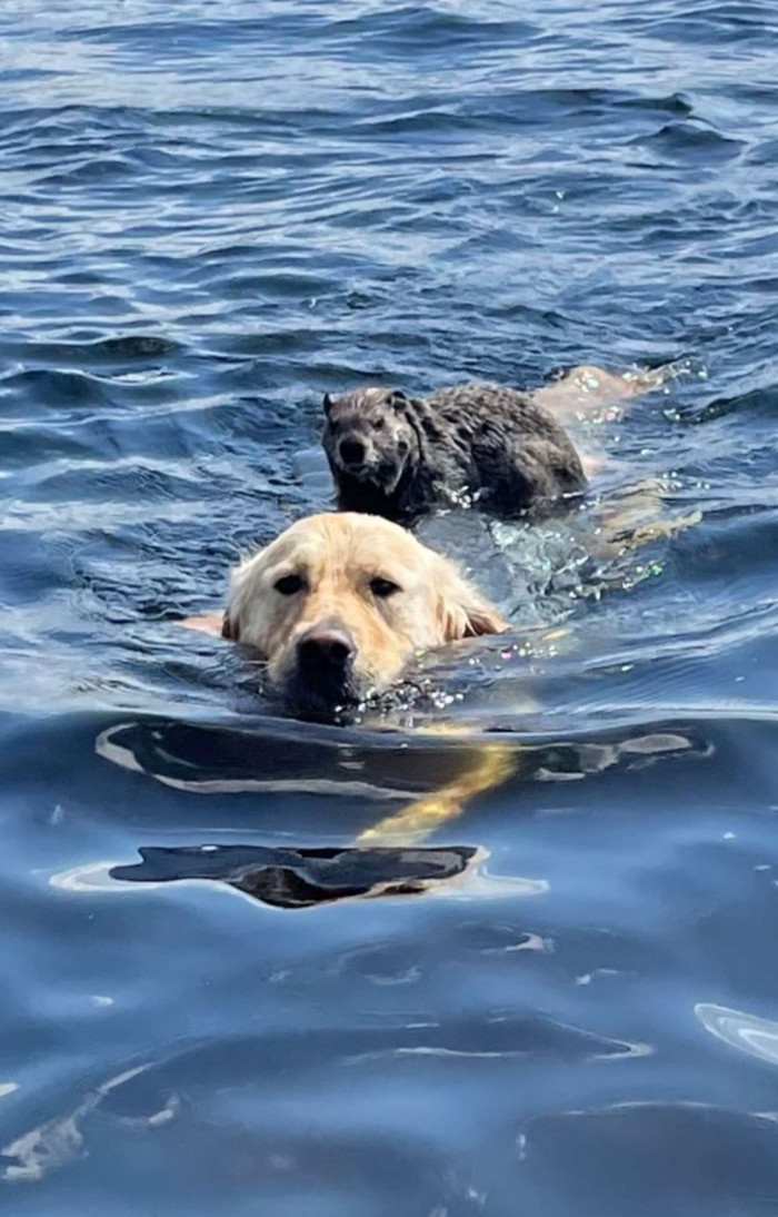 Учи рыбу плавать а собаку лаять. Собака плывет. Собака на озере. Собаки которые плавают. Золотистый ретривер плавает.