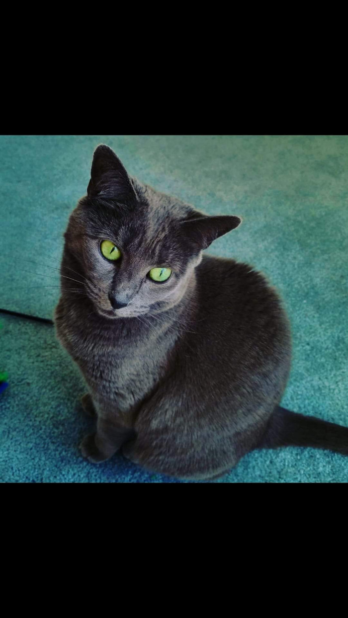 "My little gray cat has stunning green eyes!"