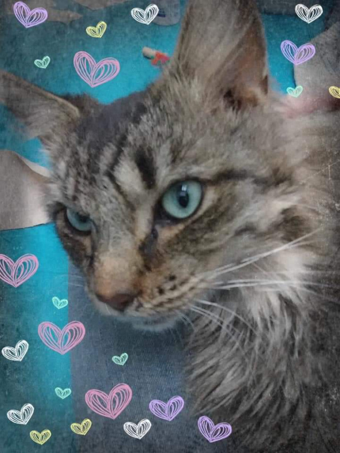 "Junebug, available for adoption at The Noah Project in Muskegon, MI, has the most gorgeous eyes! And he's a good boy too!"