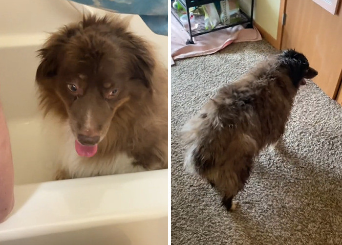 Oat Milk Latte had a lot of health problems and had been scheduled to be put to sleep.