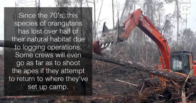 Heart-Shattering Video Of Orangutan's Attempt To Stop Excavator From Decimating Home In The Jungle