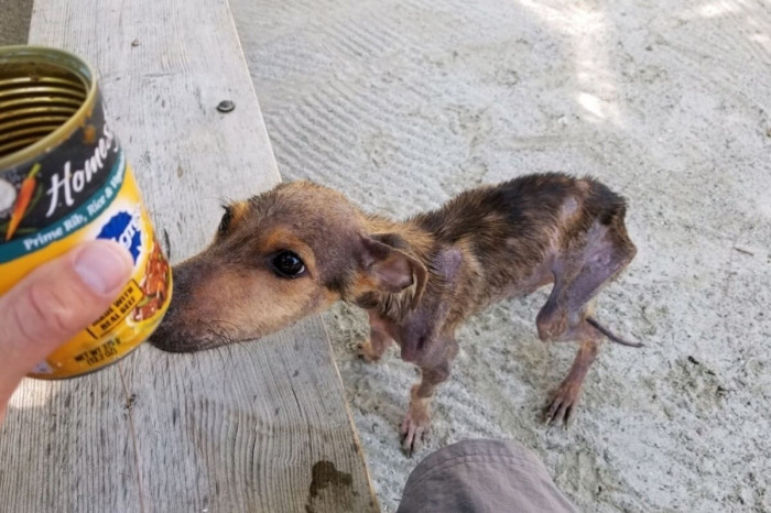 Some wonderful people cared for the dog and ensured that he was fed and given much-needed medical attention.