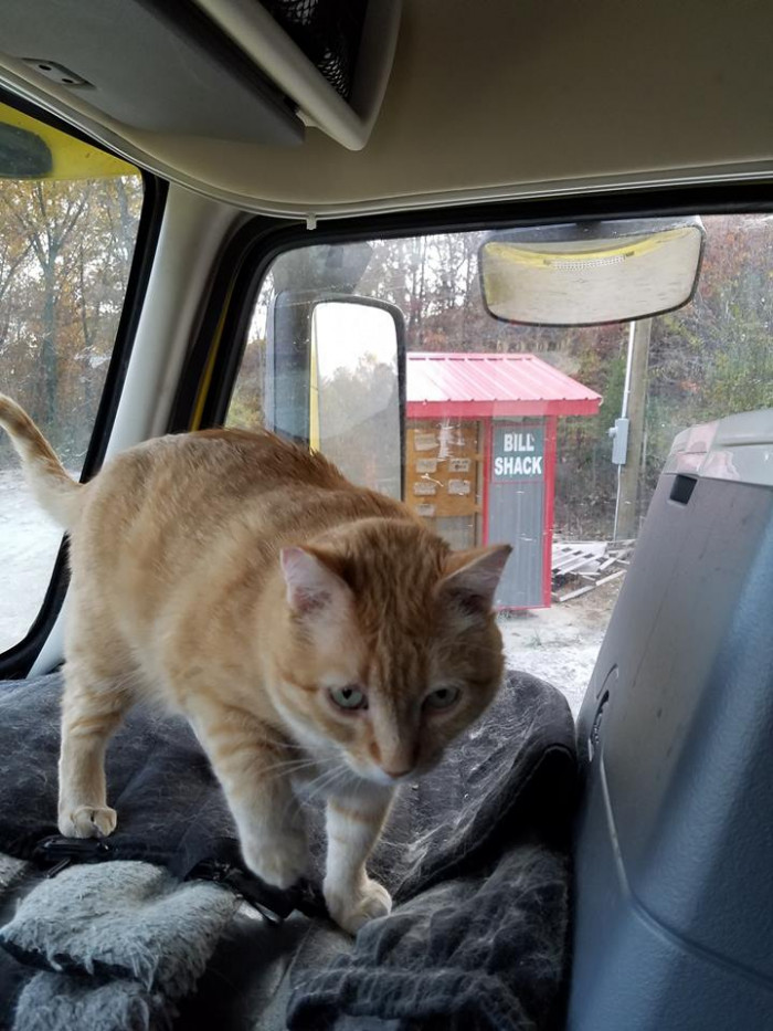 Cat peers out from the truck window during roadside travel stop
