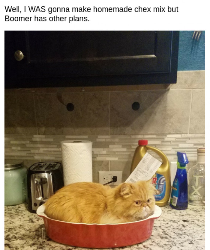 9. What did you expect when you named him Boomer?