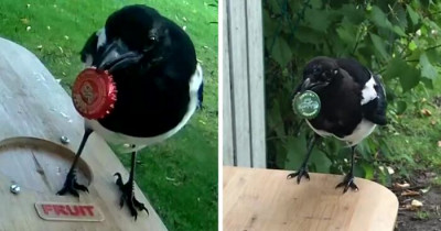 Man Builds Bird Feeder Which Accepts Bottle Caps For Food, And Smart Magpies Use It