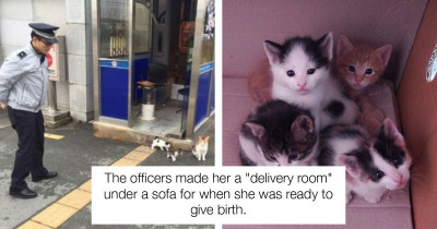 Pregnant Stray Cat Chooses Police Station As Forever Home For Her And Her Family