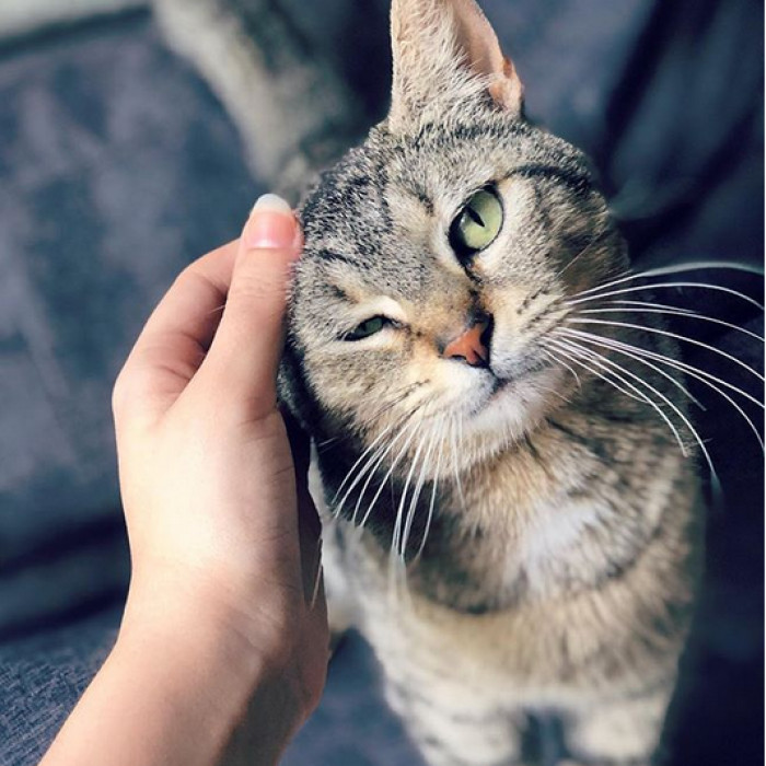 Rescuer hand gently checks kittens while mother cat watches protectively