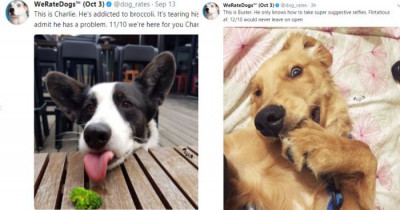 If You're Having A Tough Day, 'We Rate Dogs' Might Just Cure Your Ailments