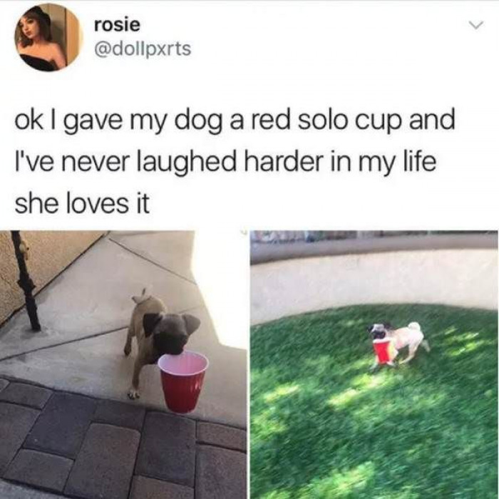 20. That cup is as big as the dog