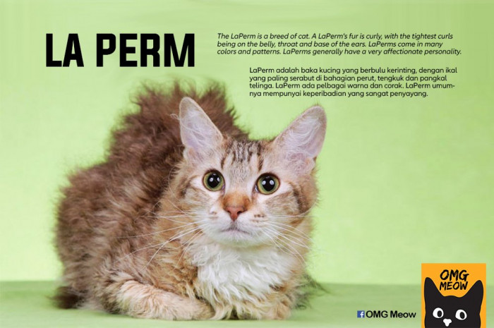 41. Le Perm