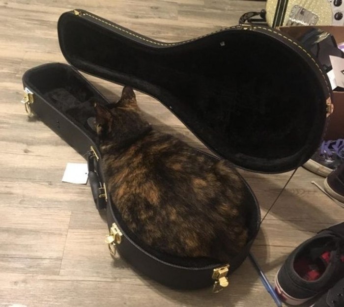 11. “I can’t leave an instrument case open for any amount of time without her doing this. My mandolin case happens to be just the right size for her.”
