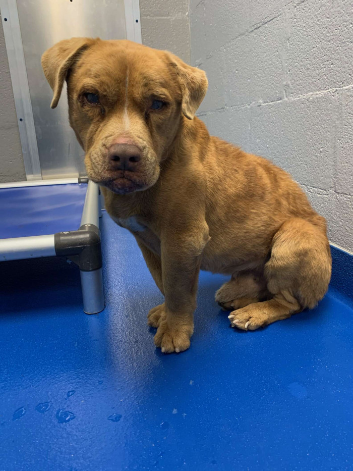 Stevie, Rescued Blind Dog