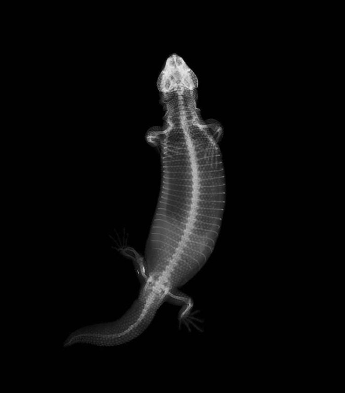 The x-ray of a Gila monster.